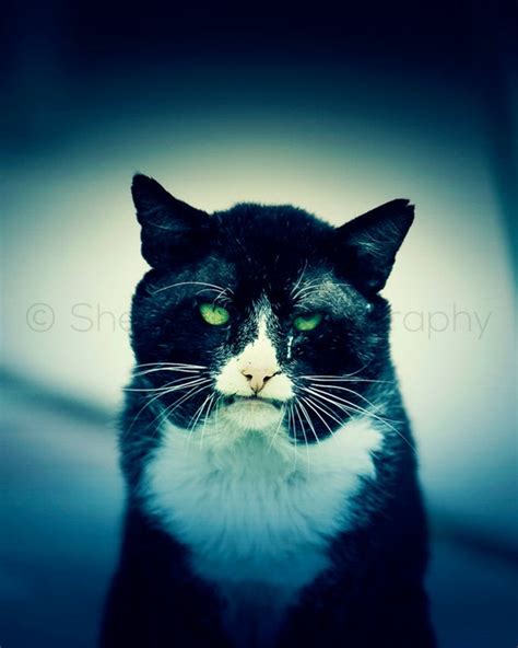 Evil Cat Halloween Decor Black Cat Photography Creepy