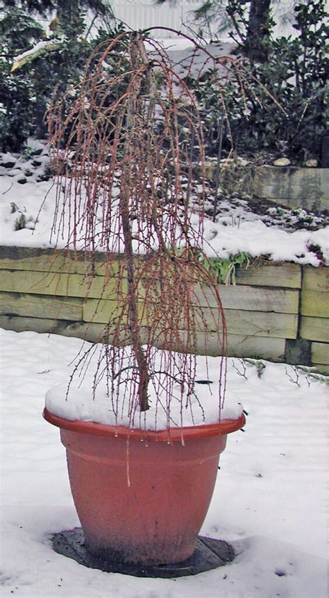 Dwarf Weeping Willow Tree Potted Buying Cheapest ...