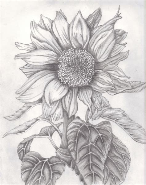 Sunflower Drawing In Pencil | Best Beach Pictures