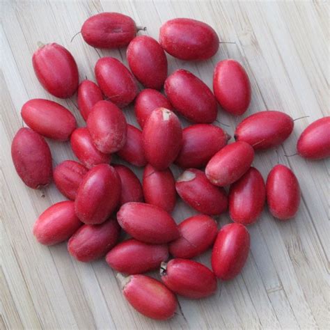 Synsepalum dulcificum Seeds, the Miracle Fruit | Seed Store