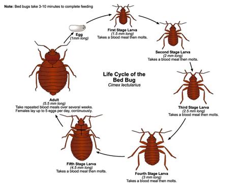 What Is the Life Cycle of Bed Bugs? Bed bugs develop from egg to adult via a process called ...