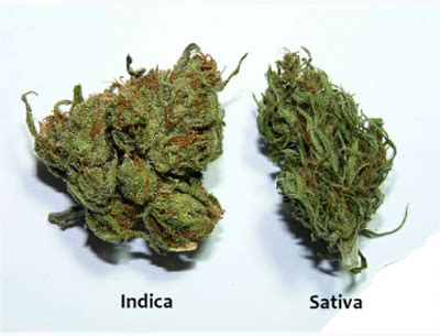 How To Tell The Difference Between Indica and Sativa Strains | Sticky Saguaro, Chandler, AZ, 85249