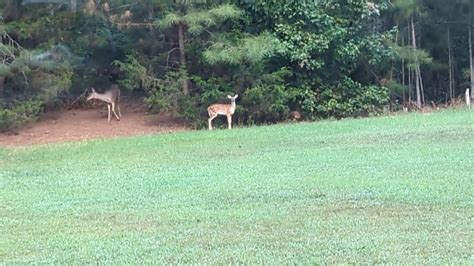 Barn Cat Chases Off Deer - YouTube