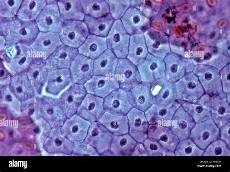 Simple Squamous Epithelium Frog Skin