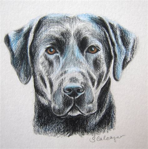 Labrador Dog Drawing at GetDrawings | Free download