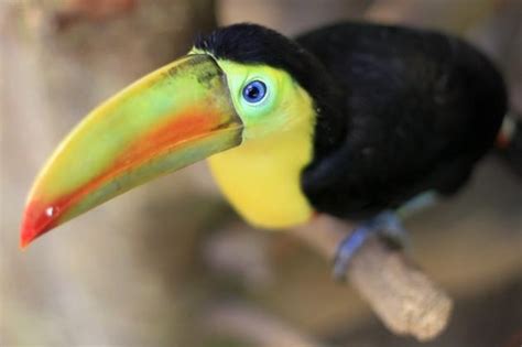 Baby Toucan | TROPICAL BIRD LIFE | Pinterest