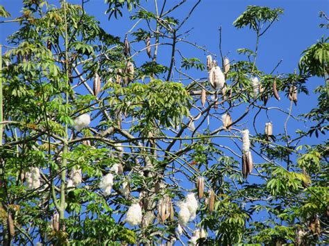 Pokok Kekabu - Ceiba pentandra | Ceiba pentandra is a tropic… | Flickr