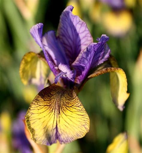 Siberian Iris 'So Van Gogh' | Blomster