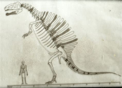 Original Spinosaurus Skeleton