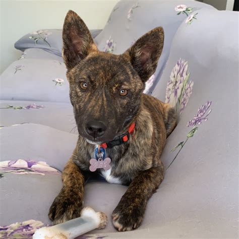 Scotty- Dingo Mix - Medium Female Dingo Mix Dog in NSW - PetRescue