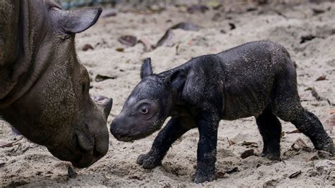 Sumatran rhino birth offers glimmer of hope for species almost hunted to extinction | CNN