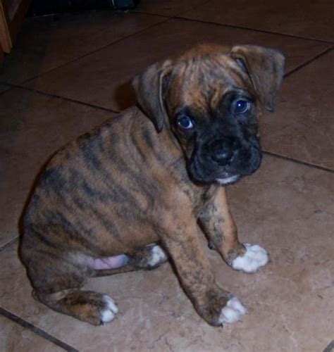 De 25+ bedste idéer inden for Brindle boxer dogs på Pinterest