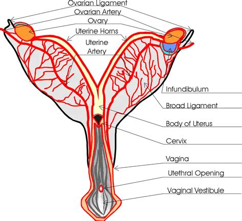 Female Dog Anatomy, Dog Reproductive System - Safarivet