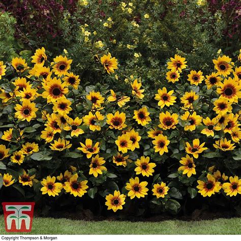 Sunflower SunBelievable™ 'Brown Eyed Girl' | Thompson & Morgan