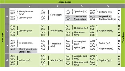 Using the genetic code (Table 10.1), list the order of amino acid ...