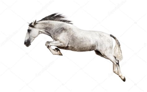 Andalusian horse jumping — Stock Photo © lifeonwhite #64390675