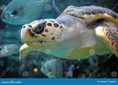 Loggerhead Sea Turtle Nesting Site On Hilton Head Island Beach Royalty-Free Stock Photo ...