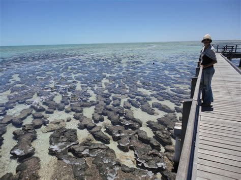 Australian Adventure 2010: Stromatolites (Shark Bay WA - 11/11)