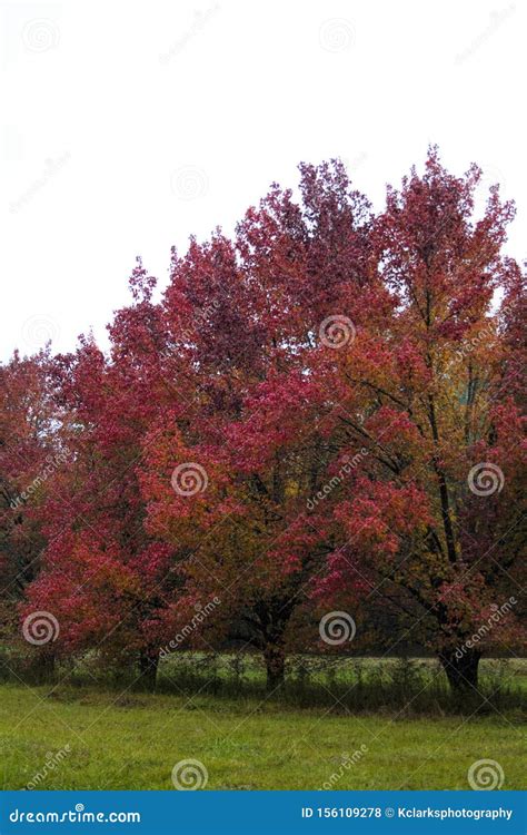 Bradford Pear Trees in Red Fall Color Stock Photo - Image of landscape ...