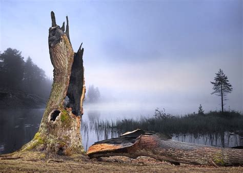 What Happens When A Tree Is Struck By Lightning? » ScienceABC