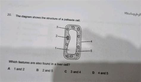 20. The diagram shows the structure of a palisade cell. *Biologybyl Which..