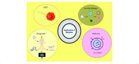 | Diverse biomedical applications of liposome-based structure ...