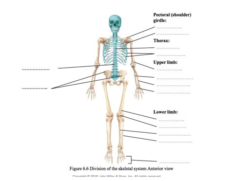 Bone human Quiz