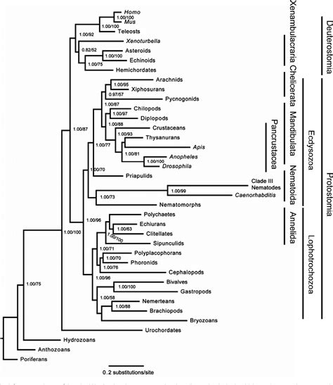 Phylogeny Of Animals