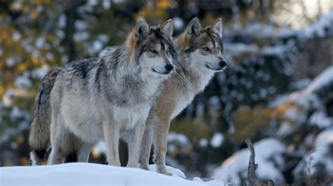 An Ice Age Wolf Head Was Found Perfectly Preserved in Siberian ...