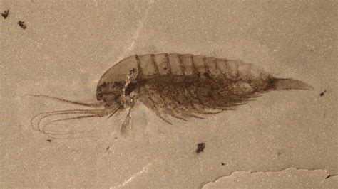 Stunning 500-million-year-old fossil trove offers insight into how life ...