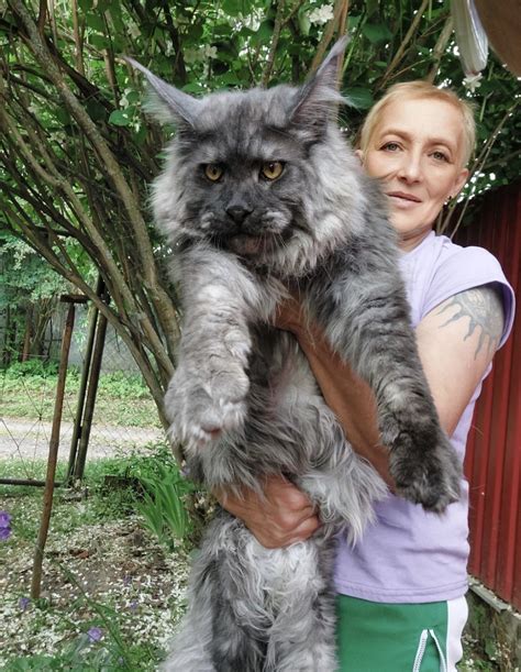 Giant Maine Coon Cats for Sale | Black Smoke Silver | Maine coon price | Florida , California ...