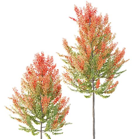 Maple Sapindaceae 3d model Download Maxve