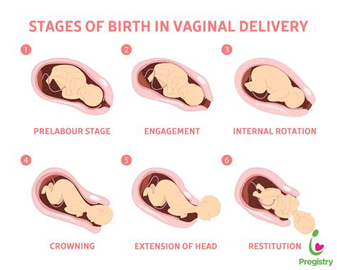 stages of birth | The Pulse