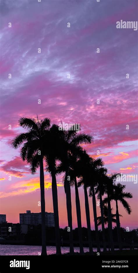 Miami palm trees at sunset Stock Photo - Alamy