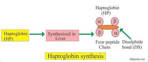 Acute Phase Protein – Part 3 – Haptoglobin – Labpedia.net