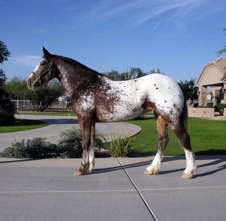 Snowflake Appaloosa - Horses & Animals Background Wallpapers on Desktop ...