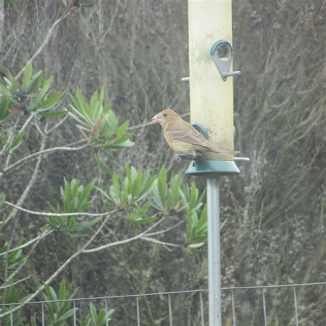 eBird Checklist - 10 Oct 2023 - HOME - 2 species