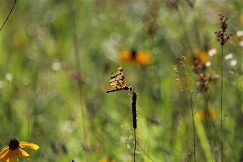 Identified - Southern Indiana Butterflies & Wildlife