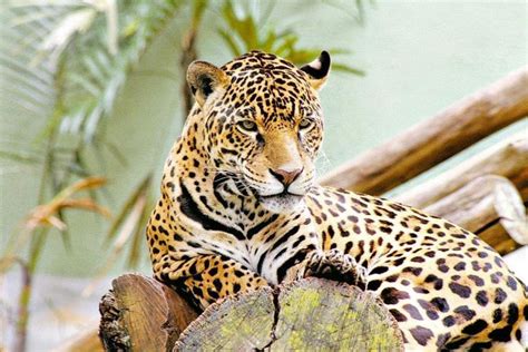 Protected Blog › Log in | Endangered species, Endangered plants ...