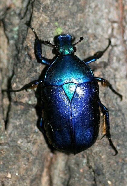 Blue beetle | Beetle insect, Beautiful bugs, Bugs and insects