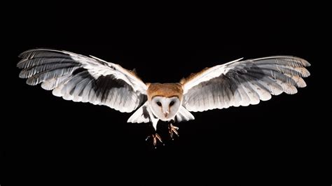 Owls' Feathers and Wing Structure | HowStuffWorks