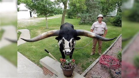 Who is Howdy Doody, the viral Watusi bull who has made headlines across the world? - CENTRAL ...