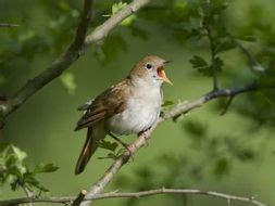 Ode to a Nightingale by John Keats | Teaching Resources