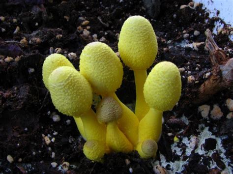 Examples of Yellow Fungi: Leucocoprinus birnbaumii