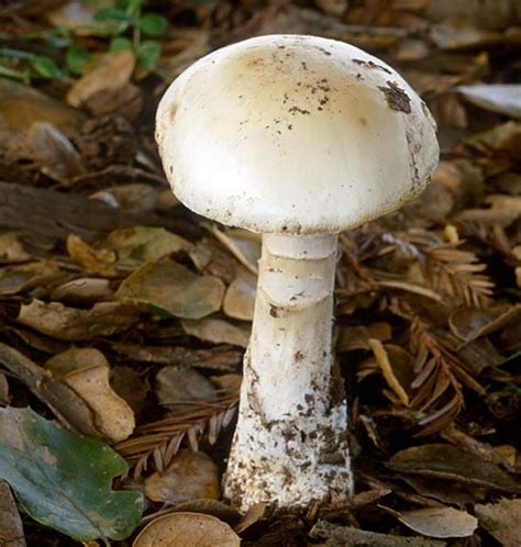 California Fungi: Amanita ocreata