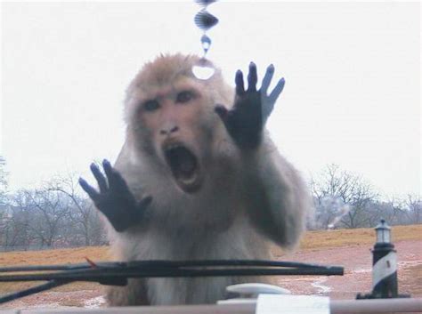 Screaming monkey - Funny pictures of animals