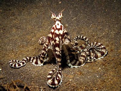 Mimic Octopus, this fascinating creature was discovered in 1998 off the coast of Sulawesi in ...