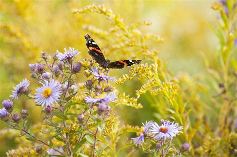 Lush And Lasting Late-Season Color For The Garden