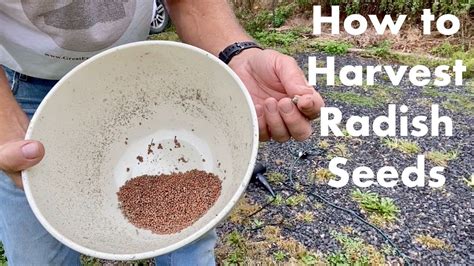 How to Get Radish Seeds | Step by Step Guide (2024)