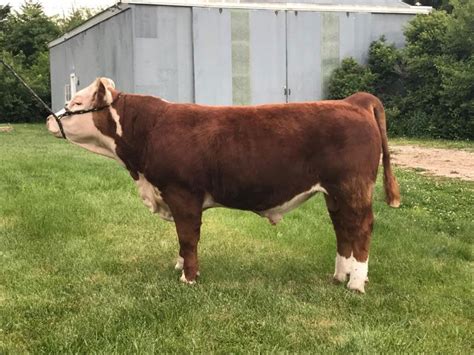 Miniature Herefords & Miniature Aussies - KP Ranch, Tekemah Nebraska